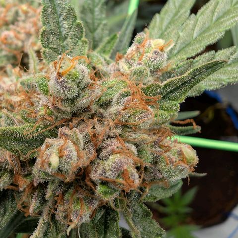 Mimosa Sunrise XXL Automatik  growlog timeline photo