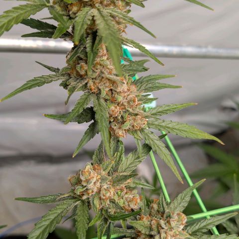 Mimosa Sunrise XXL Automatik  growlog timeline photo