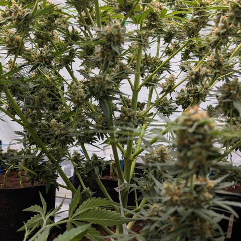 Mimosa Sunrise XXL Automatik  growlog timeline photo