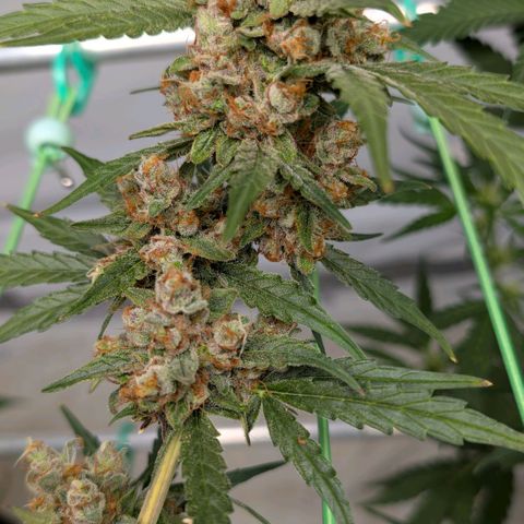 Mimosa Sunrise XXL Automatik  growlog timeline photo