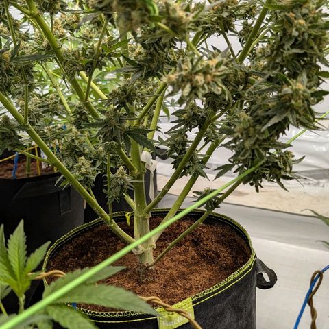 Mimosa Sunrise XXL Automatik  growlog timeline photo