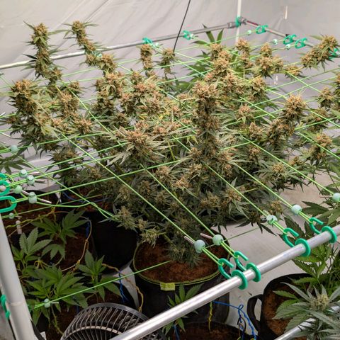 Mimosa Sunrise XXL Automatik  growlog timeline photo