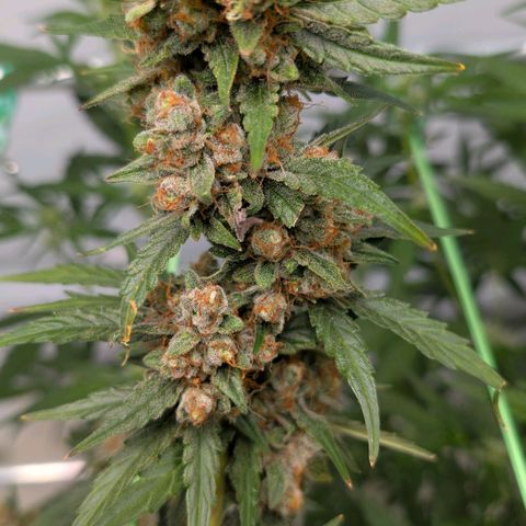 Mimosa Sunrise XXL Automatik  growlog timeline photo
