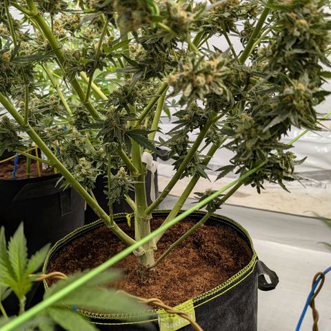 Mimosa Sunrise XXL Automatik  growlog timeline photo