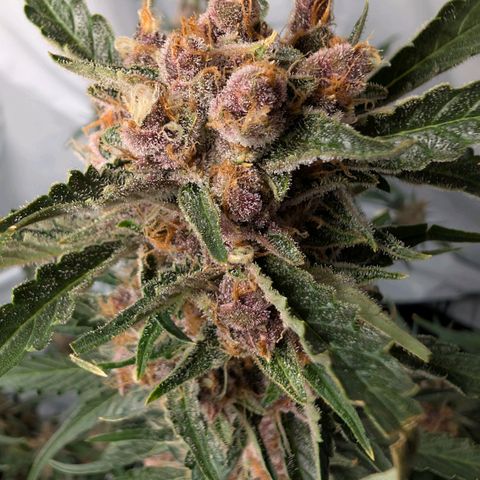 Nama's Threesome #1 growlog timeline photo