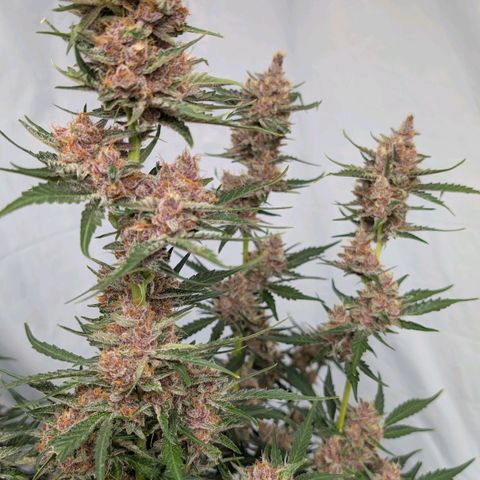 Nama's Threesome #1 growlog timeline photo