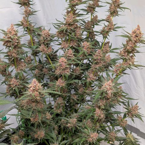 Nama's Threesome #1 growlog timeline photo