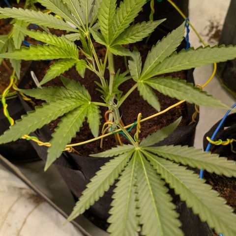 Blue Sunset  growlog timeline photo