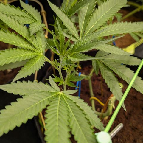 Blue Sunset  growlog timeline photo