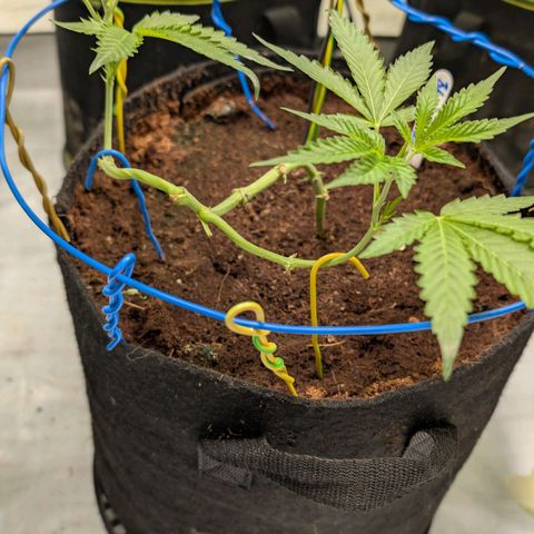 Blue Sunset  growlog timeline photo