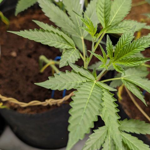 Blue Sunset  growlog timeline photo