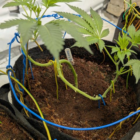 Cherry Bacio  growlog timeline photo