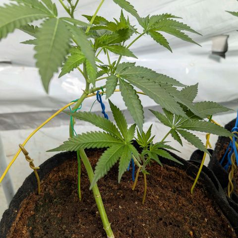 Cherry Bacio  growlog timeline photo