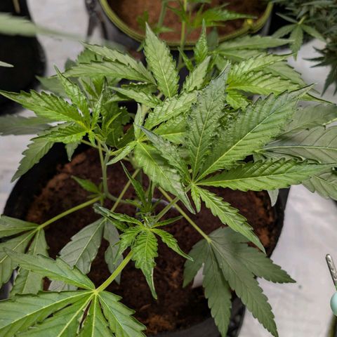 Cherry Bacio  growlog timeline photo