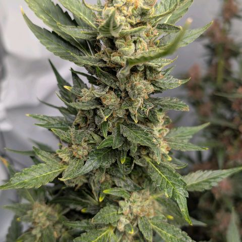 Papaya Cookies Auto  growlog timeline photo