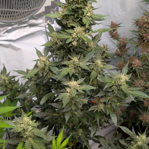 Papaya Cookies Auto  growlog timeline photo