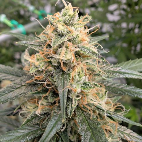 Nama's Threesome #3 growlog timeline photo