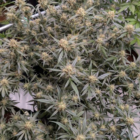 Nama's Threesome #3 growlog timeline photo