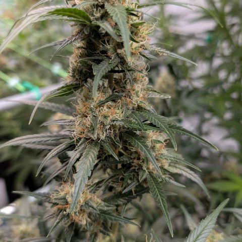 Nama's Threesome #3 growlog timeline photo