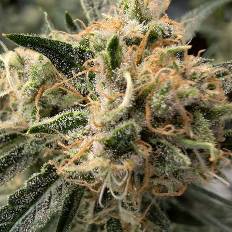 Nama's Threesome #2 growlog timeline photo