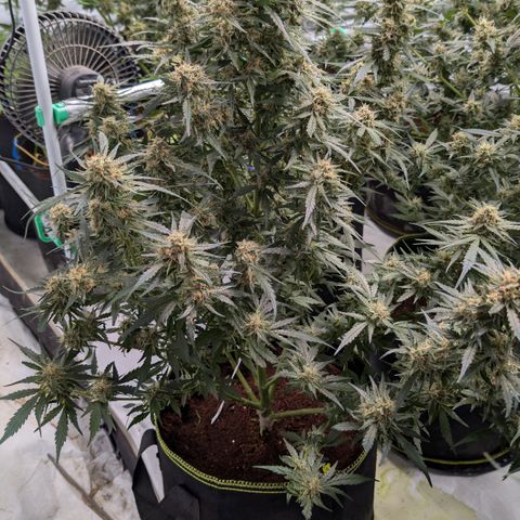 Nama's Threesome #2 growlog timeline photo