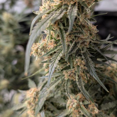 Nama's Threesome #2 growlog timeline photo