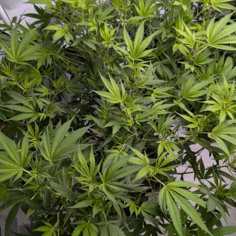 Citrus Fuel (Semi) Automatic growlog timeline photo