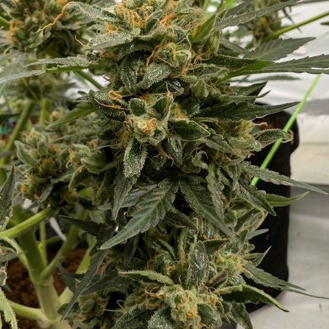 Mimosa Sunrise XXL Automatik  growlog timeline photo
