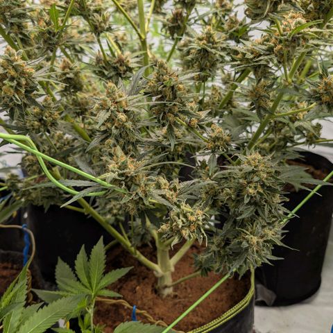 Mimosa Sunrise XXL Automatik  growlog timeline photo