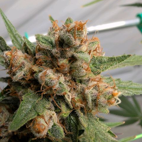 Mimosa Sunrise XXL Automatik  growlog timeline photo