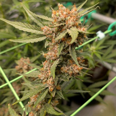 Mimosa Sunrise XXL Automatik  growlog timeline photo