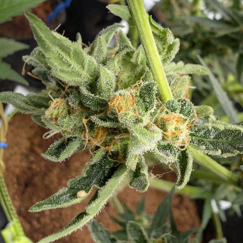 Mimosa Sunrise XXL Automatik  growlog timeline photo