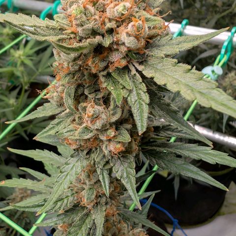 Mimosa Sunrise XXL Automatik  growlog timeline photo