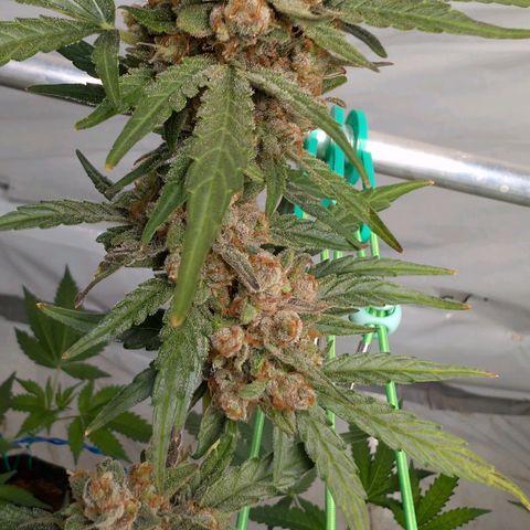 Mimosa Sunrise XXL Automatik  growlog timeline photo