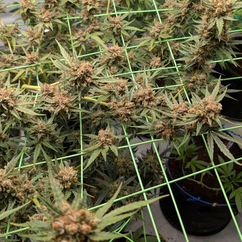 Mimosa Sunrise XXL Automatik  growlog timeline photo