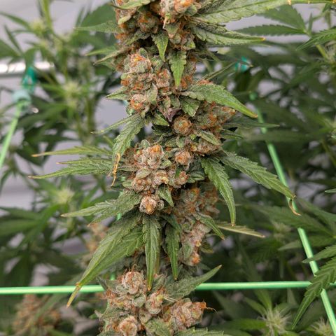Mimosa Sunrise XXL Automatik  growlog timeline photo