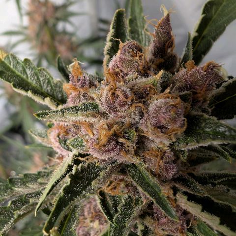 Nama's Threesome #1 growlog timeline photo