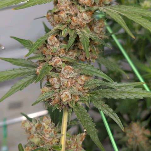 Mimosa Sunrise XXL Automatik  growlog timeline photo
