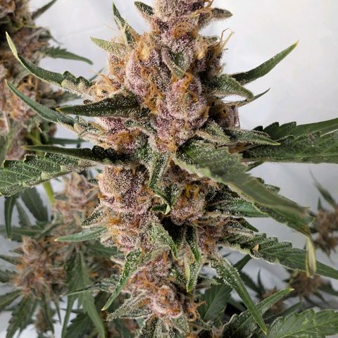 Nama's Threesome #1 growlog timeline photo