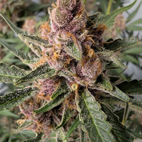 Nama's Threesome #1 growlog timeline photo