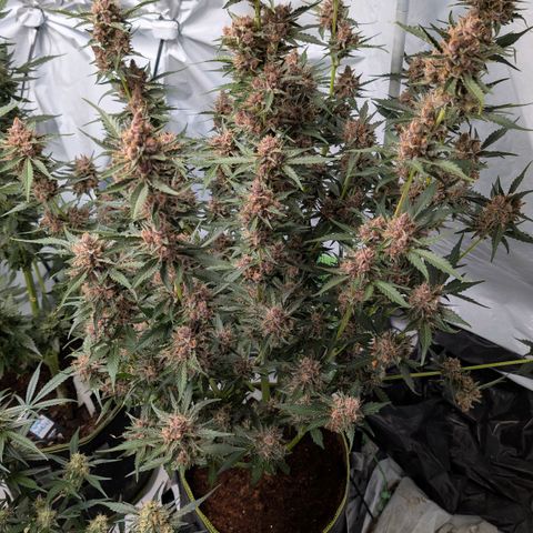 Nama's Threesome #1 growlog timeline photo