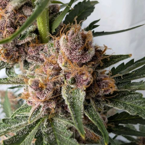 Nama's Threesome #1 growlog timeline photo