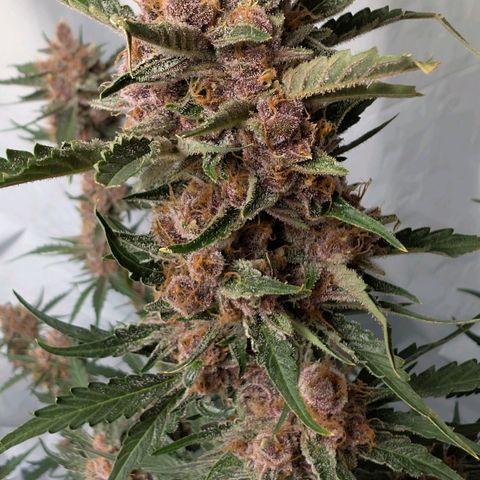 Nama's Threesome #1 growlog timeline photo