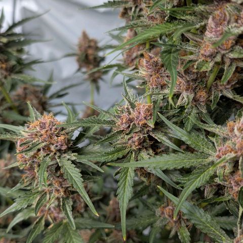 Nama's Threesome #1 growlog timeline photo