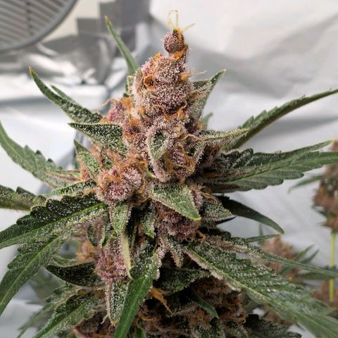 Nama's Threesome #1 growlog timeline photo