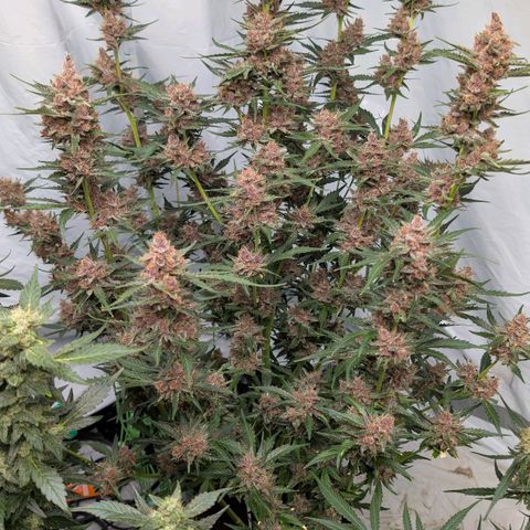 Nama's Threesome #1 growlog timeline photo