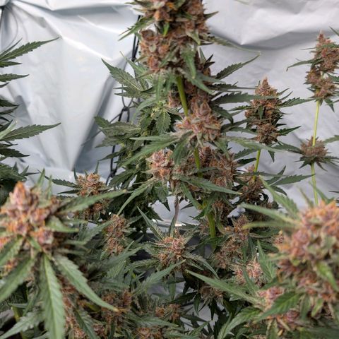 Nama's Threesome #1 growlog timeline photo