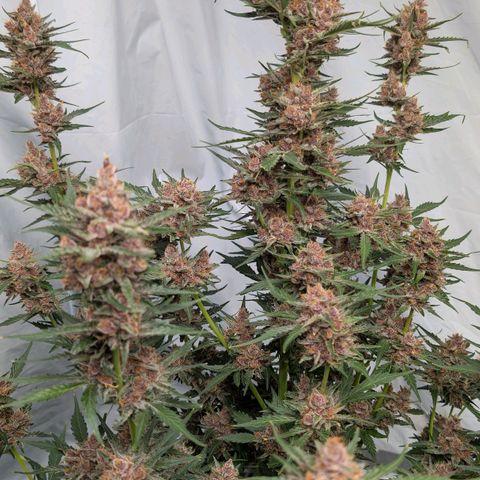 Nama's Threesome #1 growlog timeline photo