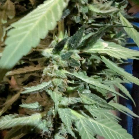 Papaya Cookies Auto  growlog timeline photo