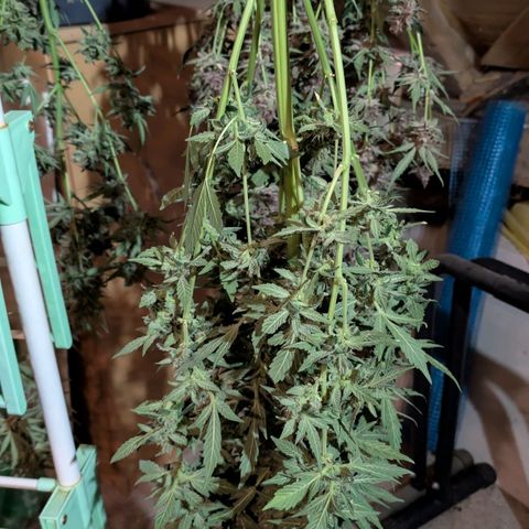 Papaya Cookies Auto  growlog timeline photo